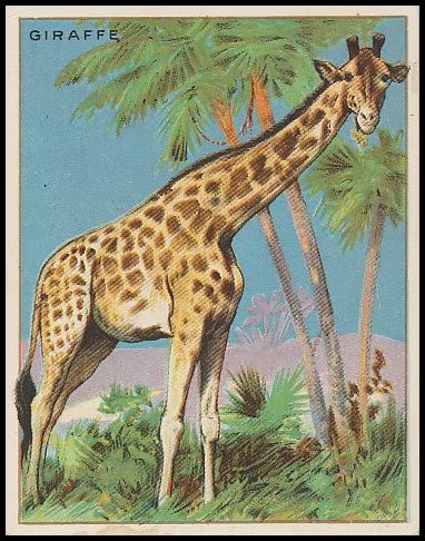 T29 29 Giraffe.jpg